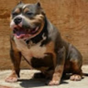 Meet your Posher, Paul